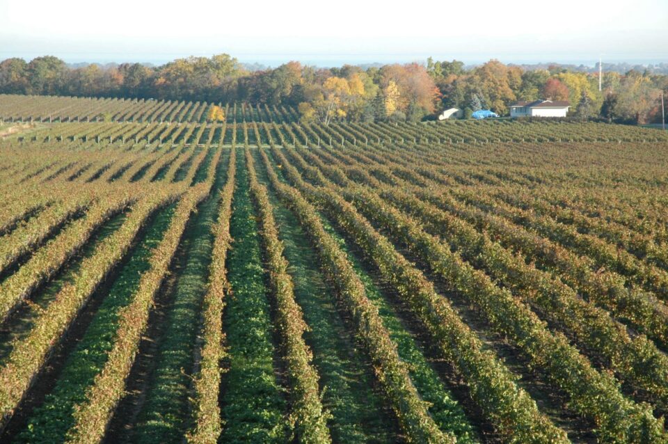 Vineyard stretches across gently rolling hills under a clear sky