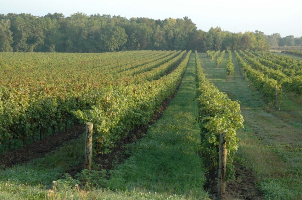 Vineyard stretches across gently rolling hills under a clear sky