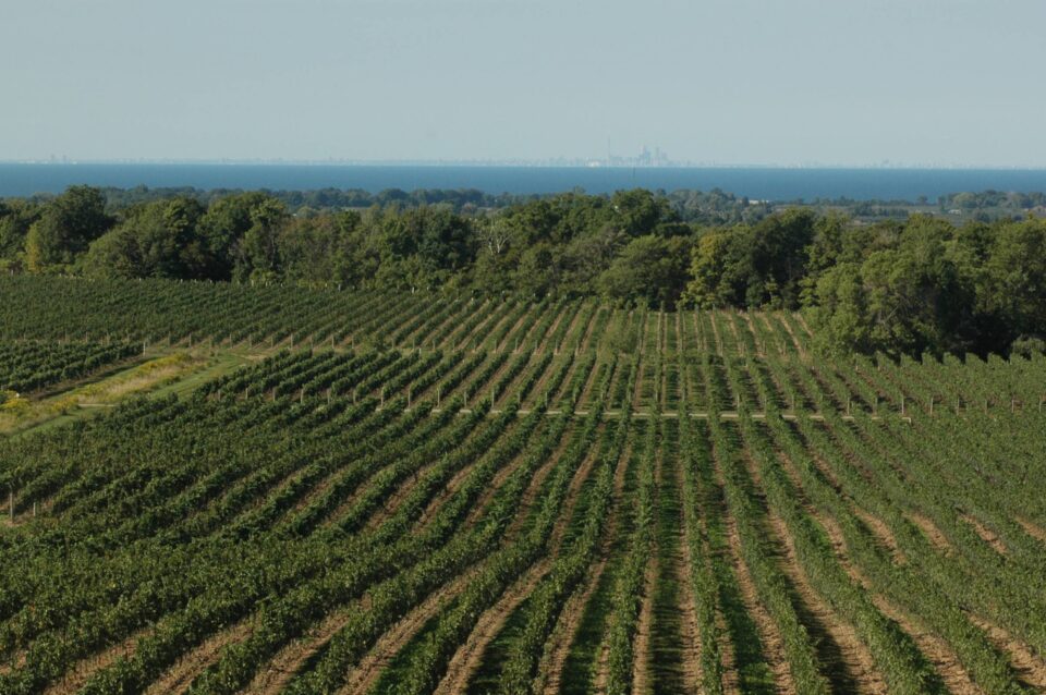 Vineyard stretches across gently rolling hills with city in the background