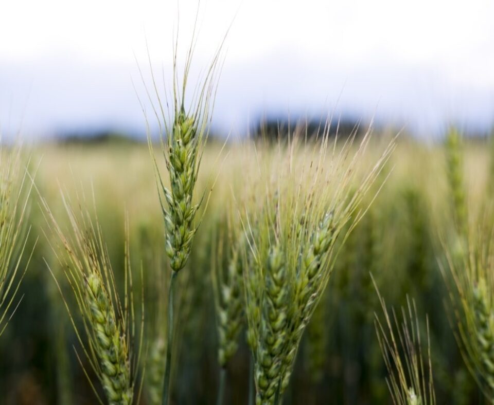 Plantes céréalières vertes poussant en gros plan