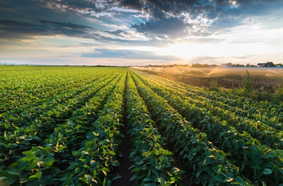 Un champ agricole avec des plantes vertes en rangées vers l'horizon et des arroseurs sur la droite