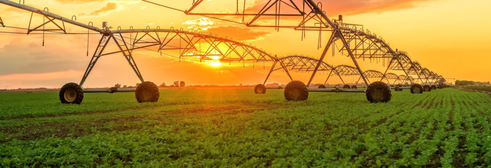 An agricultural field with green plants and irrigation sprinklers in rows towards the horizon; the sun is setting
